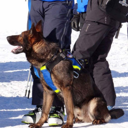 Harnais pour Chien de recherche et de sauvetage DRAKKEN Dimatex Rouge