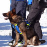 Harnais pour Chien de recherche et de sauvetage DRAKKEN Dimatex Rouge