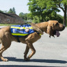 Harnais pour Chien de recherche et de sauvetage DRAKKEN Dimatex Rouge