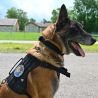 Harnais pour Chien d'assaut DRAKKEN Diesel Dimatex Noir