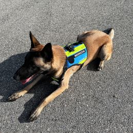 Harnais pour Chien de recherche et de sauvetage DRAKKEN 3 Dimatex Bleu
